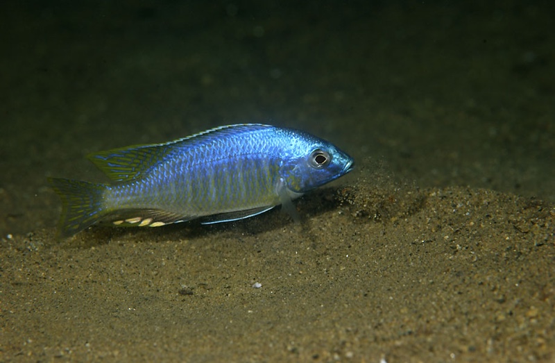 Nyassachromis leuciscus 'Thumbi West Island'